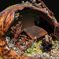Beautiful Burl Mushroom Lamp